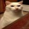 beckle