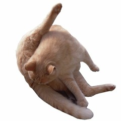 Knusper