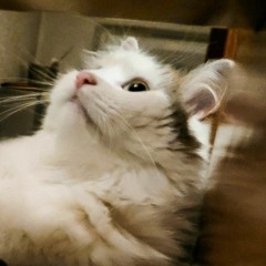 NOIR Mixtapes and Remixes