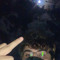 Firexnx