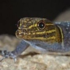 Reptiboy5400