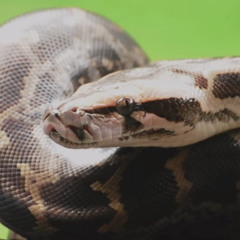 Python