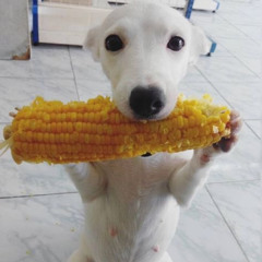 ᅟᅟᅟᅟᅟᅟᅟ
