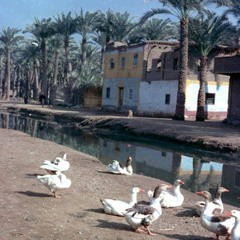 أسامة أبو مطر