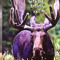 Canadian Moose