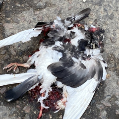 Šarūnas Baltrukonis