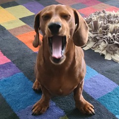Toast McGhost (Arturo)