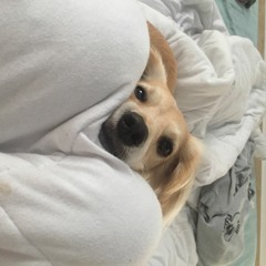 Doulgcampos