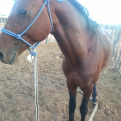 hico