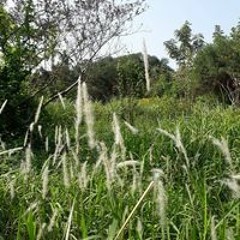 Diệu Giác