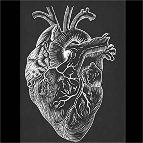 Heart Anatomy of