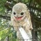 EnjoyBirds