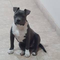 Moyo