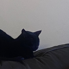 ZAPIE