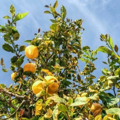 Lemon Three