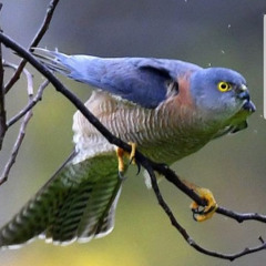 syeed