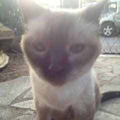 loib__18
