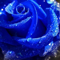 Blueberry