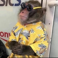 Macaco Og