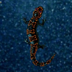 Salamander Studio