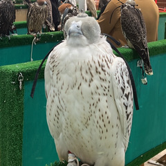 ABU MIRAH