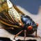 Cicada gentry