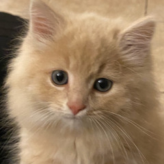 My little kitty