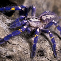 Just_Tarantula