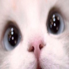 Squirtenko