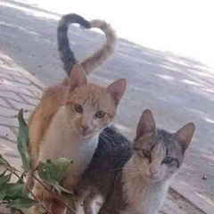 남수인