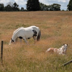 The all universe orchestra