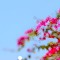 Solec