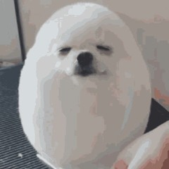 sillyswag