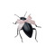 roach🎀