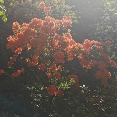 Sweet Vibrations Radio