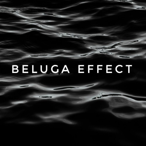 Beluga Effect’s avatar