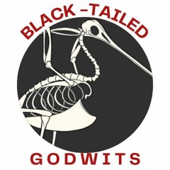 Black-Tailed Godwits