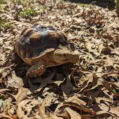 tortoise