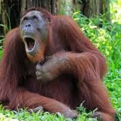 monkey