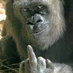 DIS BOI Aint Def