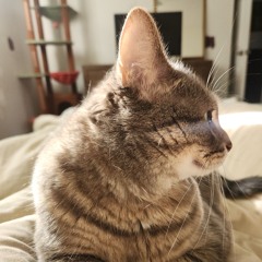 ixelkitty