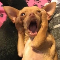 Kit-Kat (ill try to follow back as soon as i can)