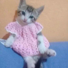 bí kíp luyện mèo