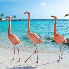 **SOUNDS** BLÜE JUNGLE**