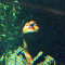 Tommy Maus