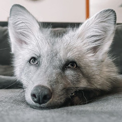 hay