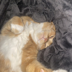 ilikecats