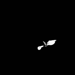 bashlore