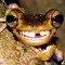 A random frog