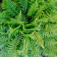 Oscar Parkin-Christie